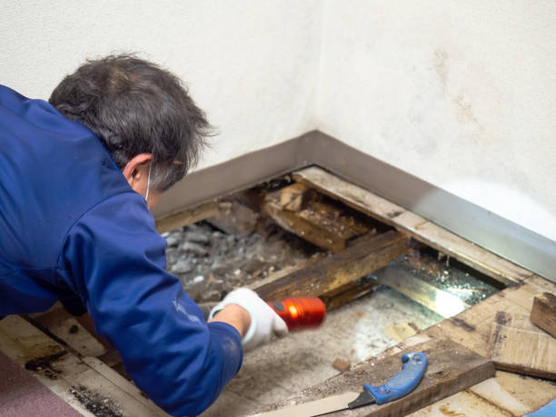 Best Crawl Space Mold Remediation in Superior, CO