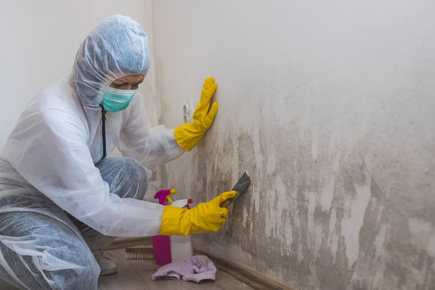 Best Mold Remediation for Specific Building Types in Superior, CO